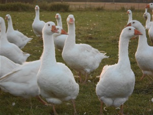 Geese