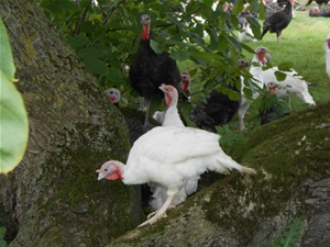 Traditional White Turkey