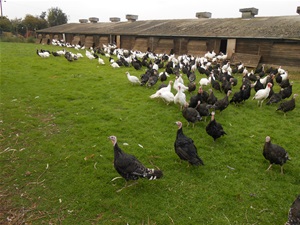 Bronze Turkey